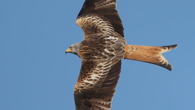 PSNI confirms red kite was fatally poisoned in NI