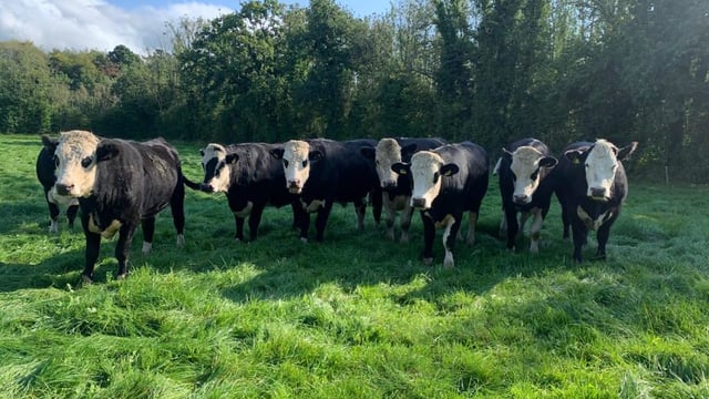 Offal prices fall in beef price surge - market data