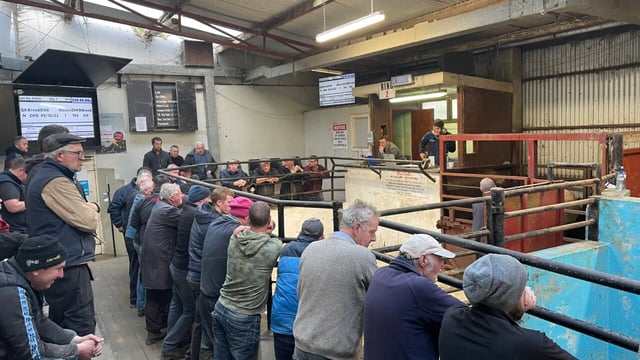 Mart trade: Record calf prices continue as heavier cattle ease