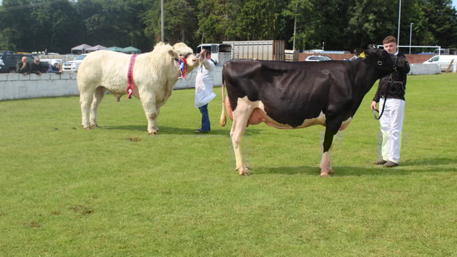 Majestic Charolais bull carries the day at Ballymoney Show 2025