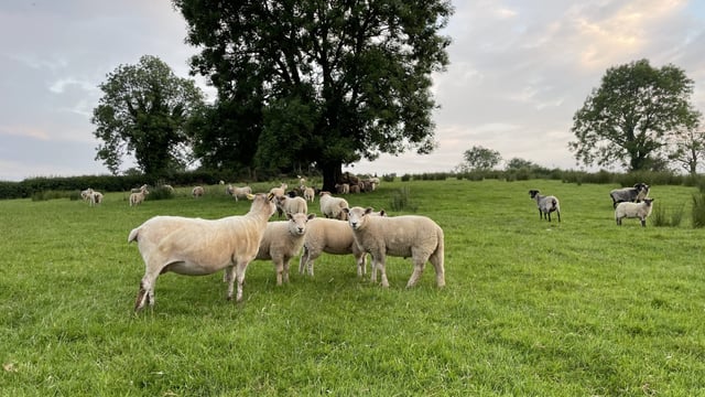 Sheep trade: Eid festival fails to bring expected price rises