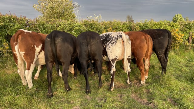 Factory quotes: Beef price offers drop 10c/kg this week