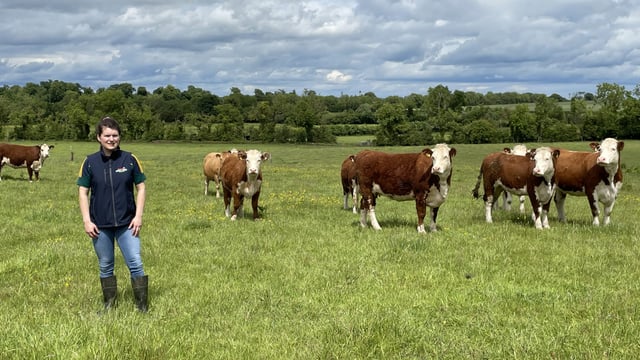 Listen: A reverence for cattle breeding in the 'Royal County'