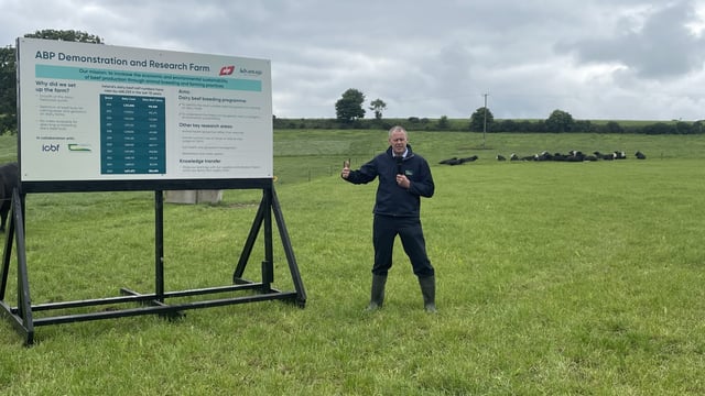 Dairy herd 'going to be very much dominant beef supply' - expert