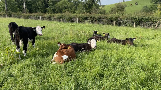 Series of free on-farm calf rearing advice events set for next week
