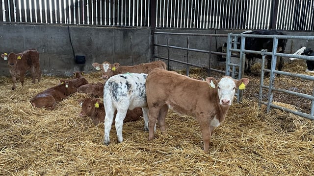 Less than 1 in 4 calves born to suckler cows to date this year