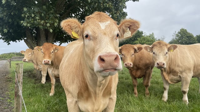 Behind the Big Mac: Kilkenny farmer supplying beef for McDonald's