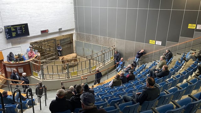 Store bullocks reach €6.09/kg as heavy cattle ease at Kilkenny