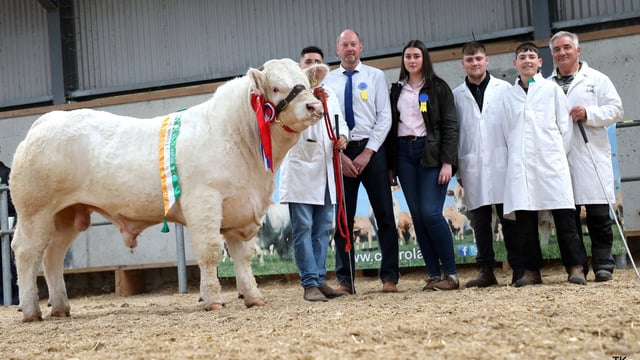 Price report: Charolais bull sale and Prime Herd dispersal