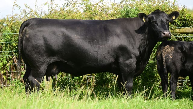 Sale report: Top prices from Island Farm Angus dispersal