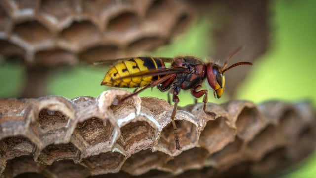 Minister asked to consider ban on sale of wasp poison