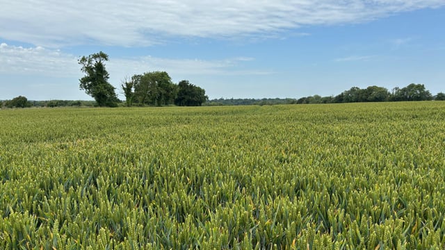 National Farm Survey: Tillage farm incomes average €38k