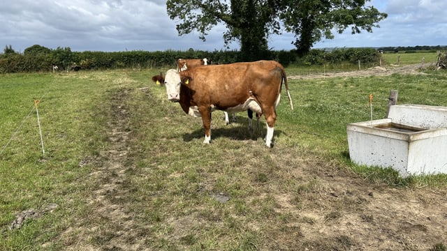 Dairy advice: Heat will test water systems and troughs on farms