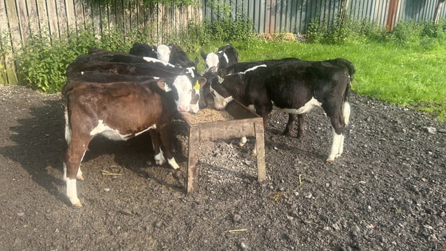 Managing stomach &amp; lungworm in calves in damp, warm conditions