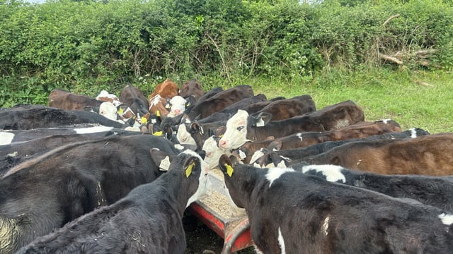 Watch out for signs of summer scour syndrome in grazing calves
