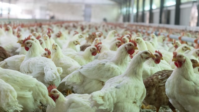 'Dismay' as broiler poultry farmers cut from VAT flat-rate scheme