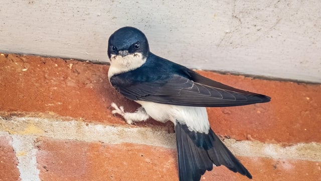 Familiar migratory bird returns to Co. Kilkenny college