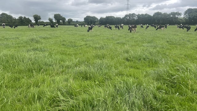 Grass growth: Shorten rotation or reduce meal to increase demand
