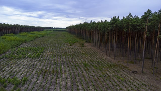 Healy-Rae: DAFM spent €73.2m on 'forest activities' in 2024