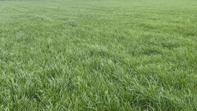 Autumn grazing: Rotation length is key amidst strong growth