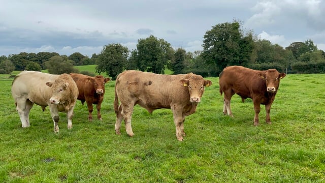 Factory quotes: Over 70c/kg cut from peak beef price