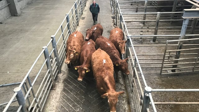 Kingscourt Mart rolls out new sale service for TB-restricted herds