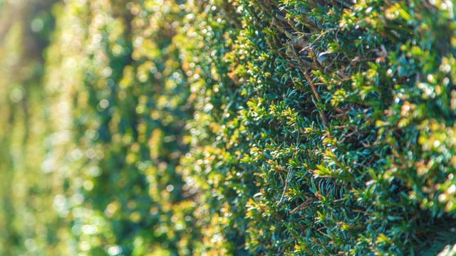 Hauliers: Overgrown hedges are causing accidents on rural roads