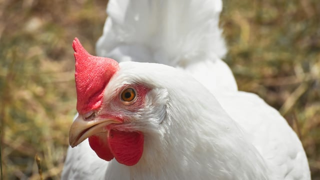 Poultry broiler sector removed from farmer VAT flat rate