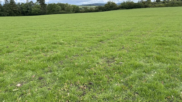 Many early spring reseeds ready to be grazed in coming days
