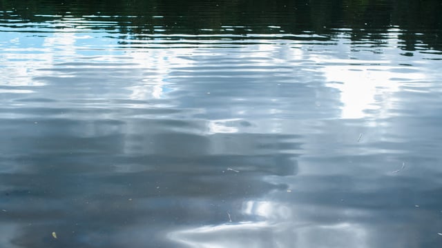 TD: 'I saw a 5ft pile of manure draining directly into Lady's Island Lake'