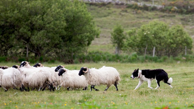 Hoots and whistles in Co. Meath as sheepdog trials return