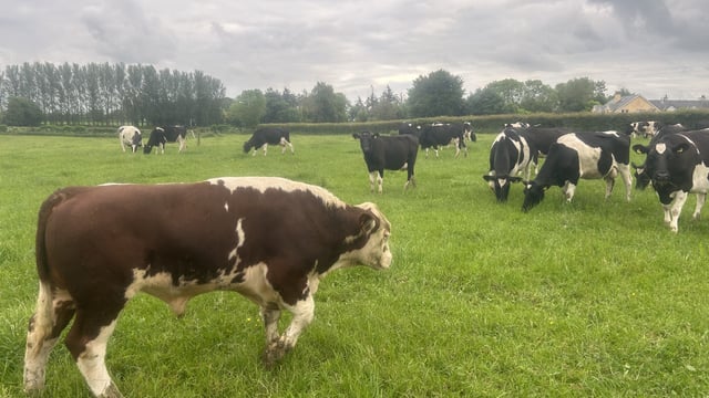 When should you be 'pulling the bull' this breeding season?