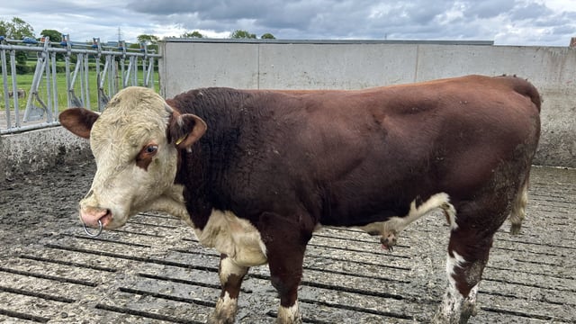 Bull safety tips as more let out to herds this breeding season