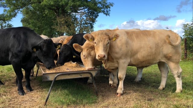 Factory quotes: Beef price rises in cases this week