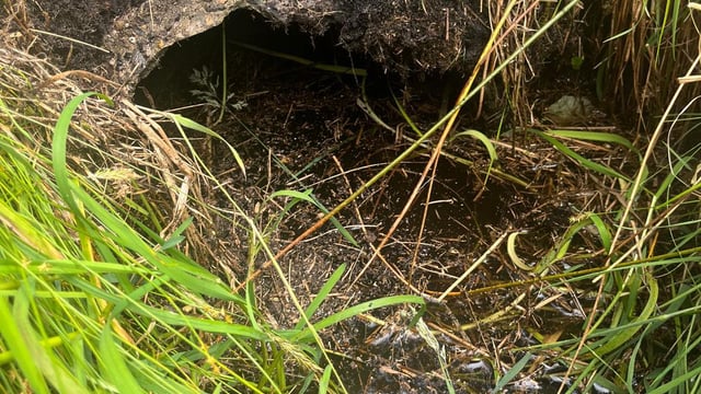 MEP urges Bord na Móna to suspend Co. Roscommon rewetting plans