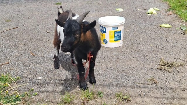 Heard the one about a pygmy goat found swimming in the River Shannon?