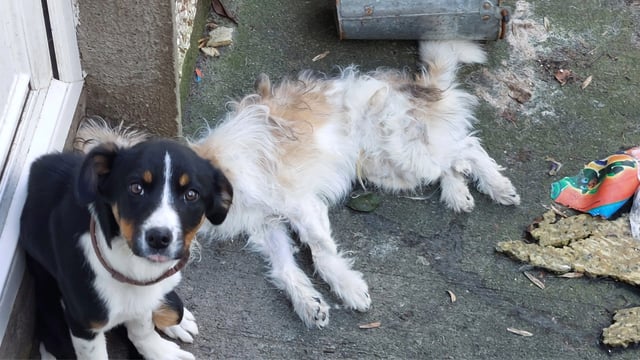 Couple who neglected dogs jailed, banned from keeping animals