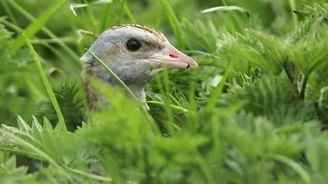 '35% increase' in corncrake numbers in last 5 years - minister