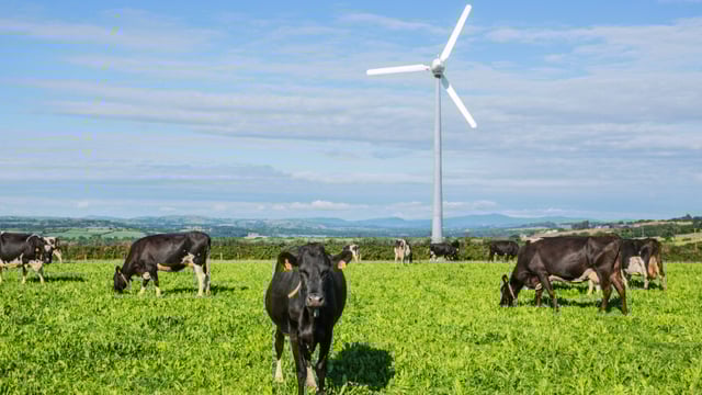 Carbery teams up with European agency to trial new methane-reducing tech