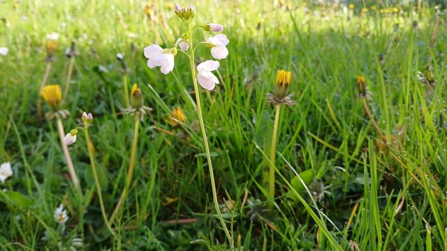 Free nature summer school to highlight Longford's wildlife treasures