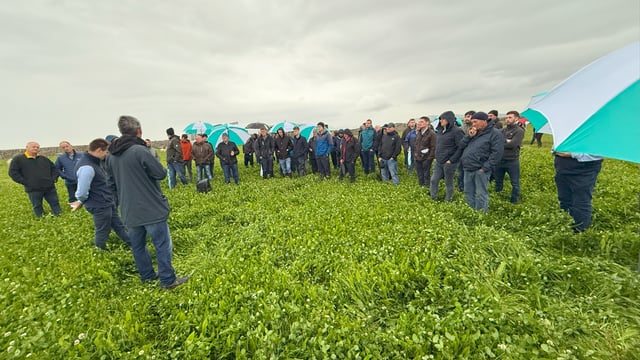 Over 70 farmers join dairy calf-to-beef farm walk