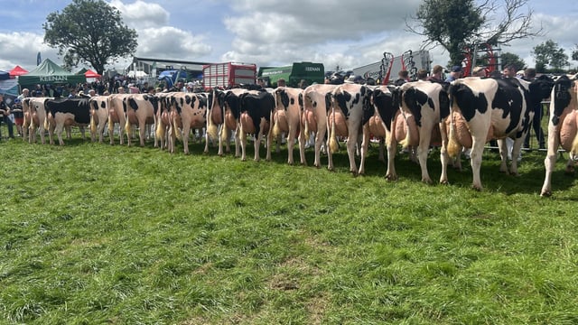 Watch: Results &amp; action from impressive Greenlea Holsteins at IHFA open day
