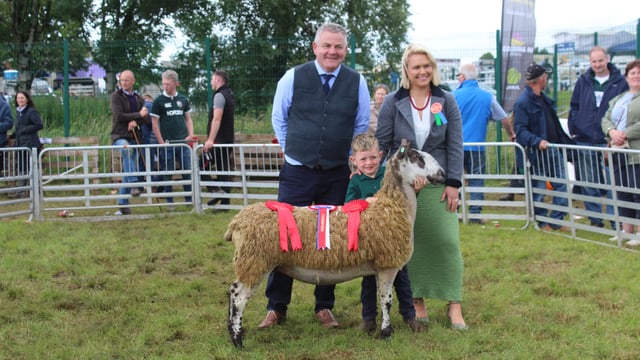 Record entry of sheep at Omagh Show 2025