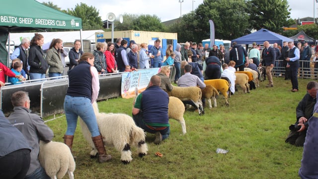 NI sheep farmers 'need parity' on financial supports available in south - breeder