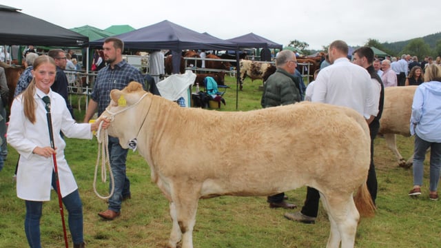 Holstein cow with 'extra ring presence' carries the day at Clogher Valley Show
