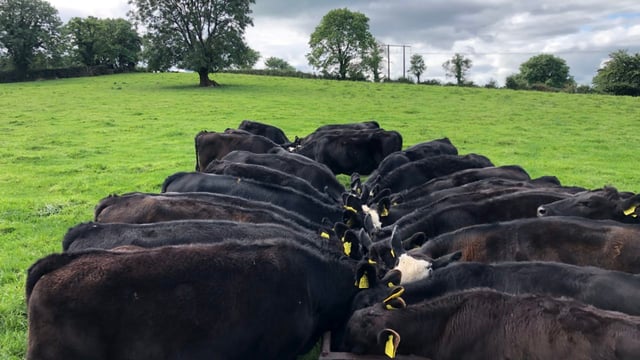 Table: Cost of rearing a dairy-beef calf to 20 months-of-age