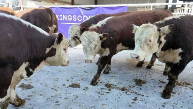 Cattle prices from first-ever TB restricted online auction