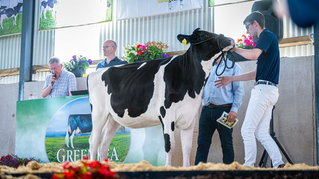 In-calf heifer sells for 12,000gns at Greenlea open day sale