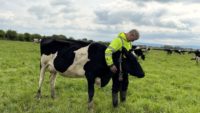 Watch: The Kerry farmer who lost his entire herd to TB