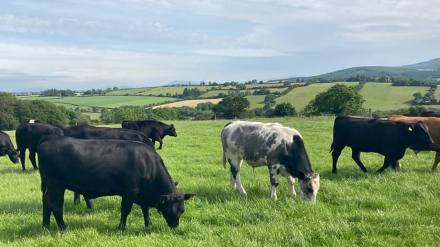 Factory quotes: '€8/kg all-in back on the table for beef'